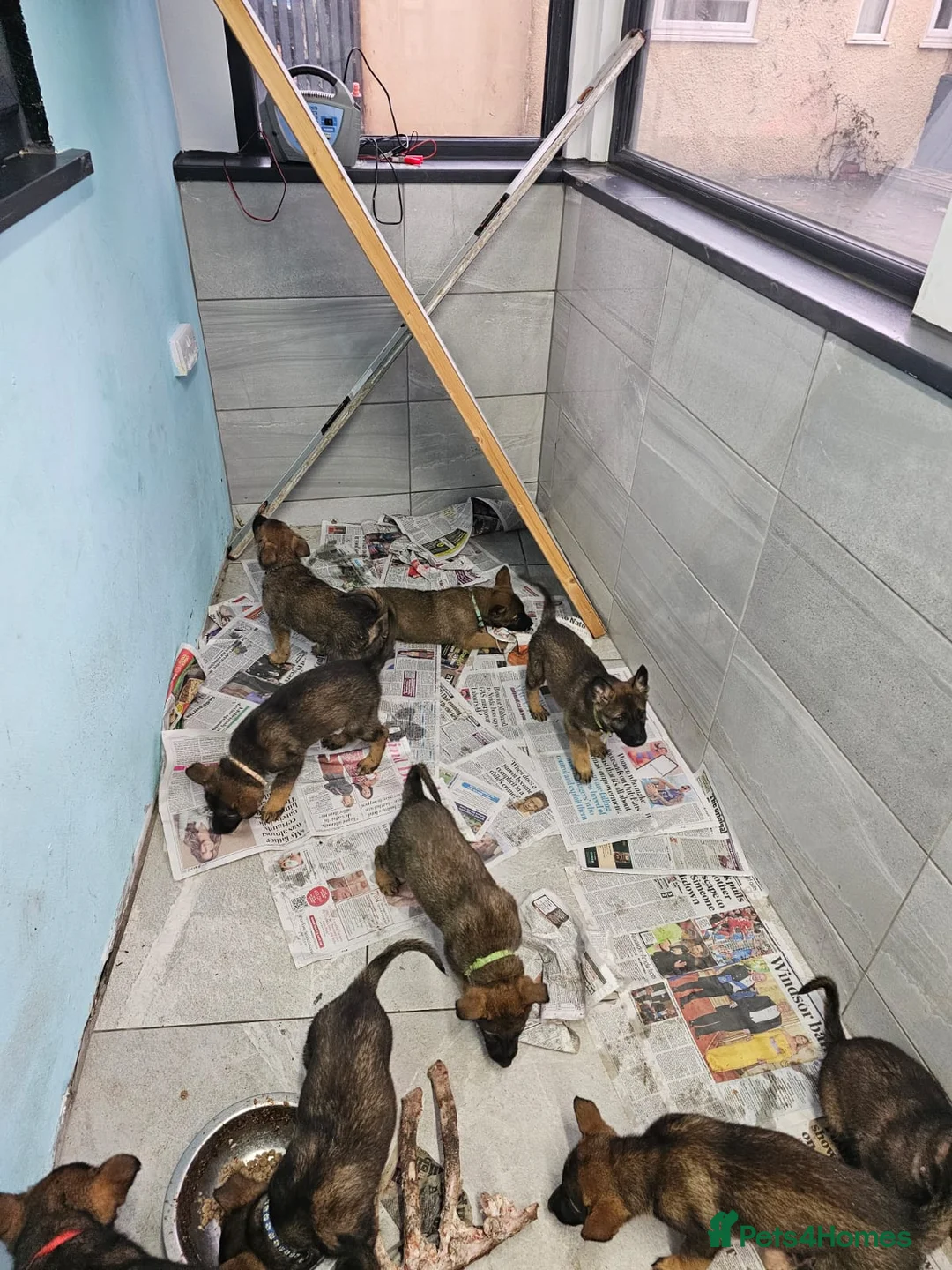 Belgian Shepherd Dog dogs for sale: Belgian malinois cross Czech Shepherd  - Advert 22