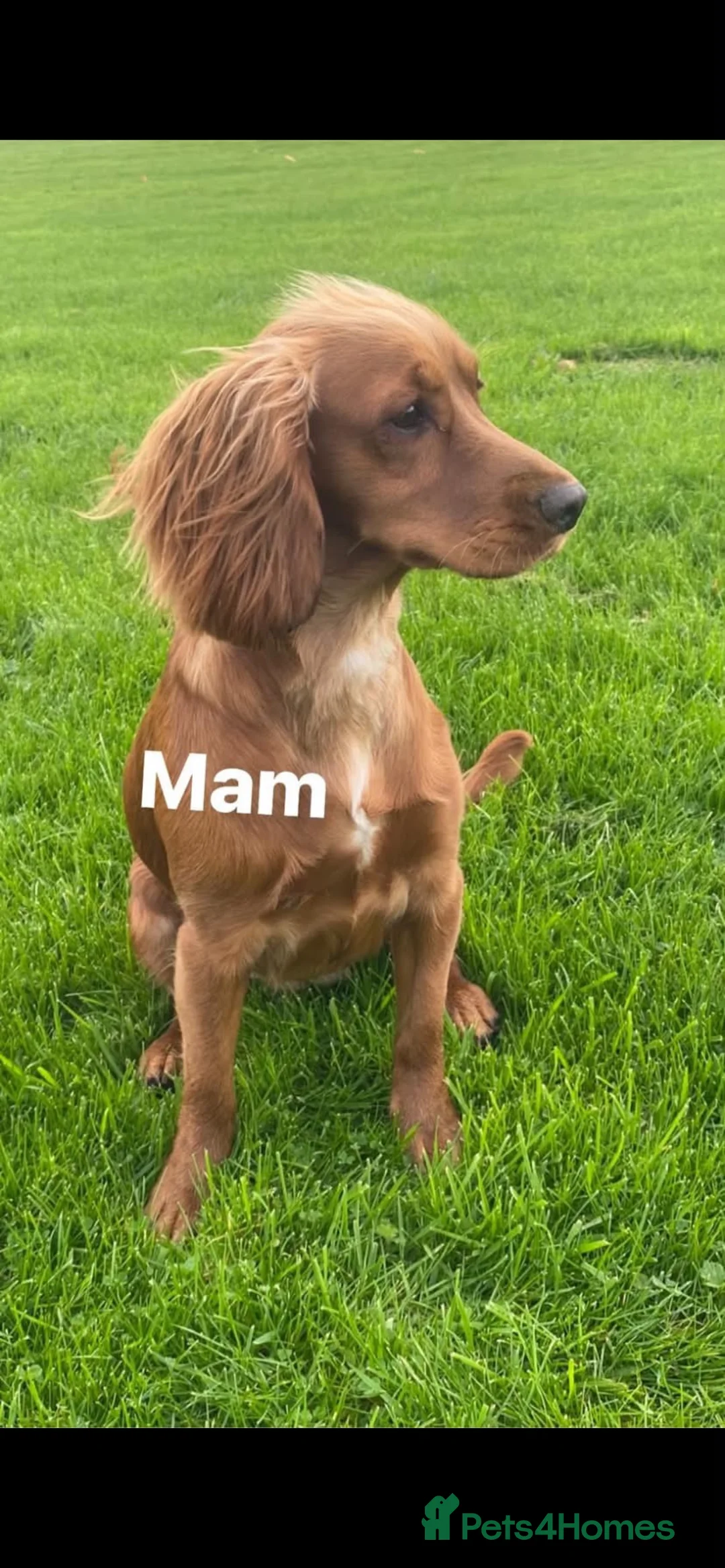 Cocker Spaniel dogs for sale: cocker spaniel puppies  - Advert 18