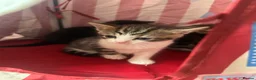 Mixed Breed cats for sale: 4 beautiful playful kittens for sale  - Advert 17