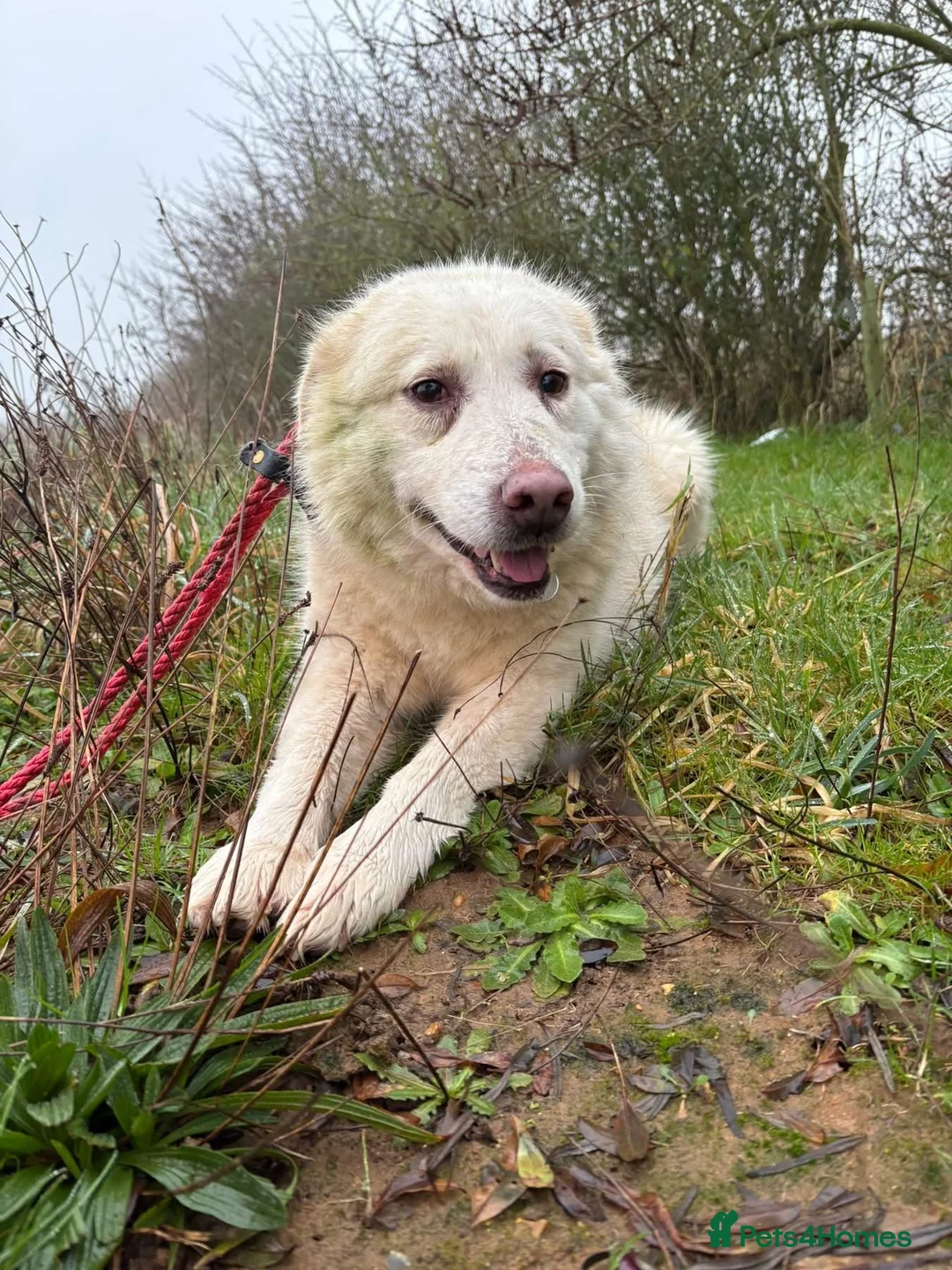 Mixed Breed dogs for adoption: Granny - Norwich Norwich  - Advert 3