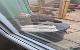 Chickens poultry for sale: Grey Silver Dorkings  - Image 2