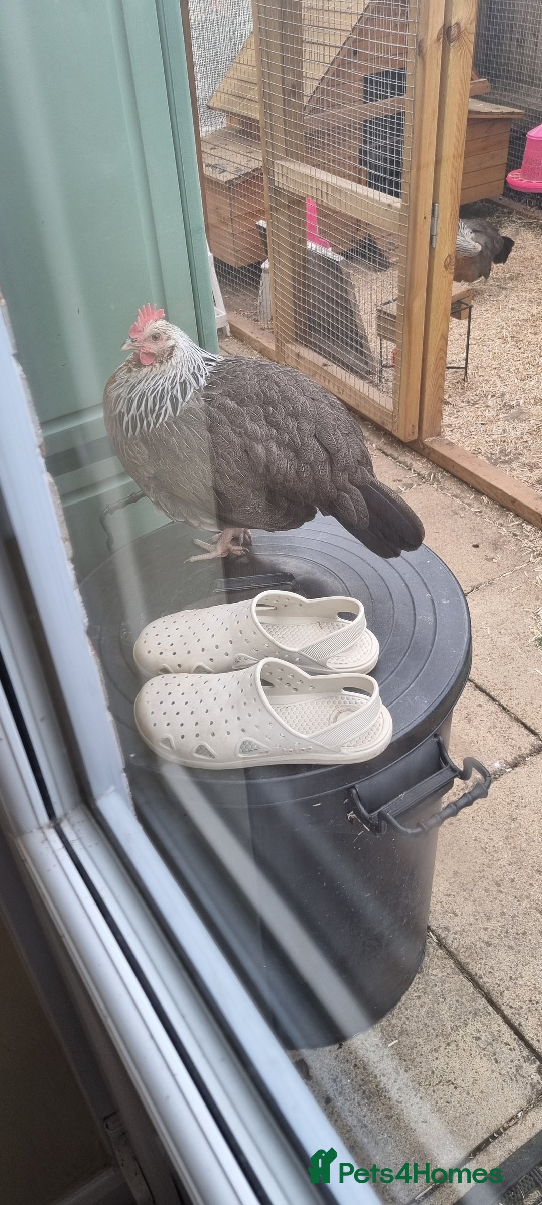 Chickens poultry for sale: Grey Silver Dorkings  - Image 2