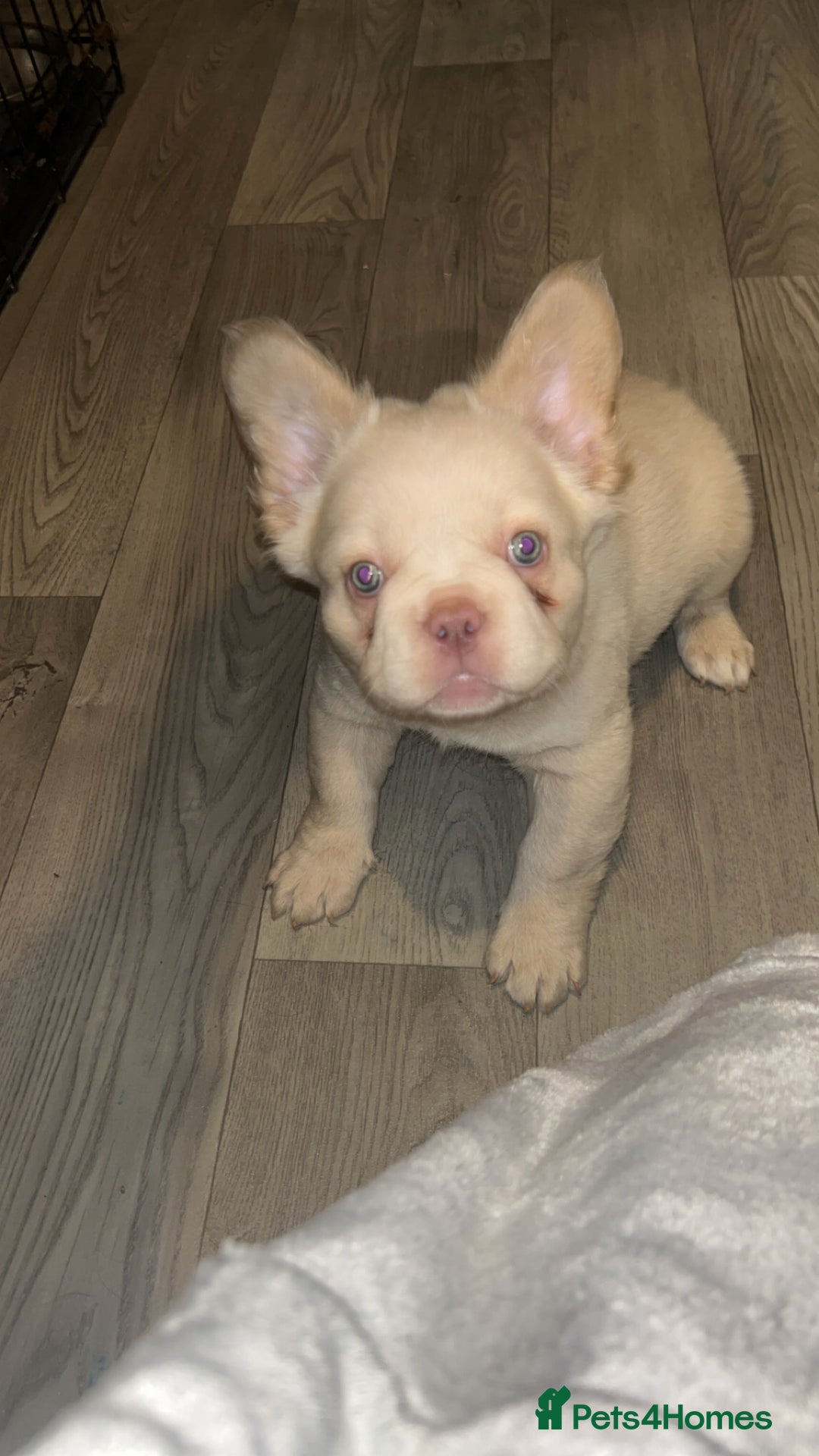 French Bulldog dogs for sale: French bulldog puppies ready  - Advert 3
