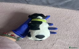 English Springer Spaniel dogs for sale: English springer spaniel.Ready to leave 21/11/25 - Image 7