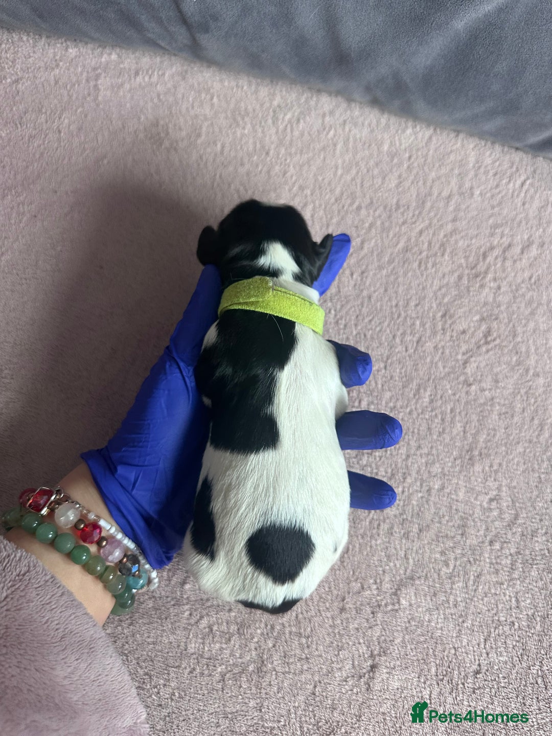 English Springer Spaniel dogs for sale: English springer spaniel.Ready to leave 21/11/25 - Image 7