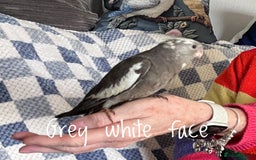 Cockatiels birds for sale: Baby hand reared cockatiels  - Advert 8