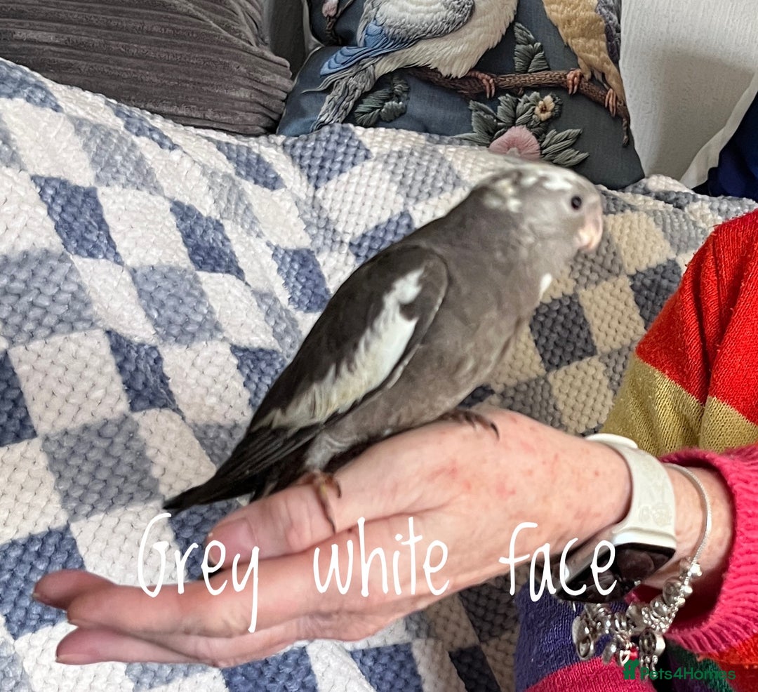 Cockatiels birds for sale: Baby hand reared cockatiels  - Advert 8