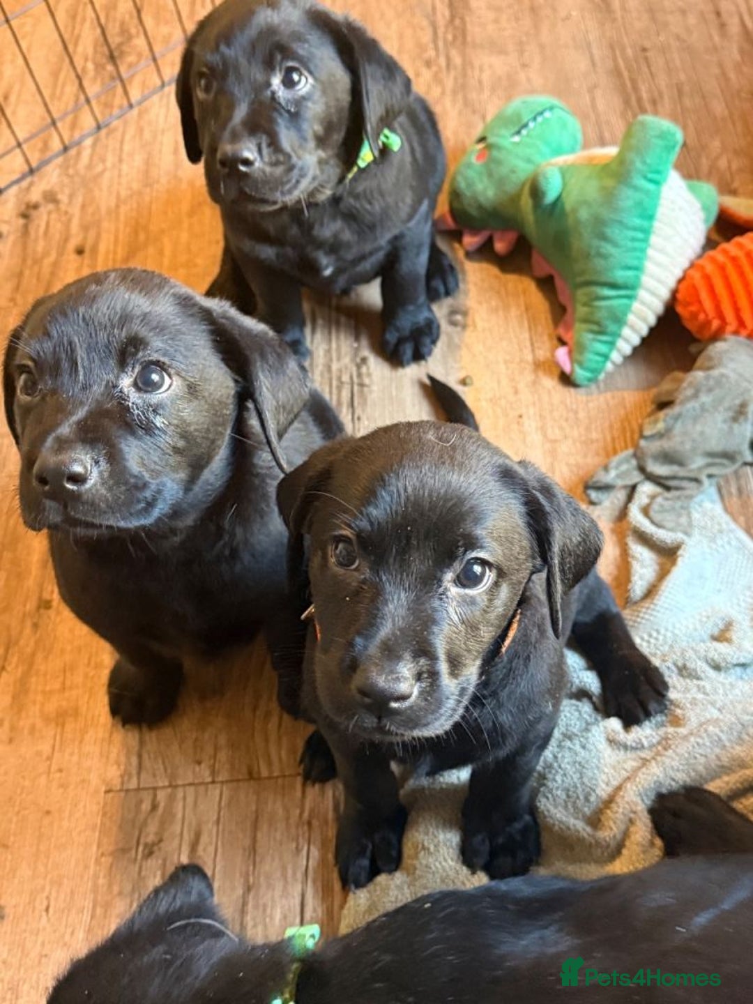 Labrador Retriever dogs for sale: Beautiful Pure Labrador Puppies –5 Available  - Advert 9