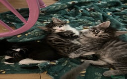 Maine Coon cats for sale: Ragcoon polydactyl kittens - Image 26