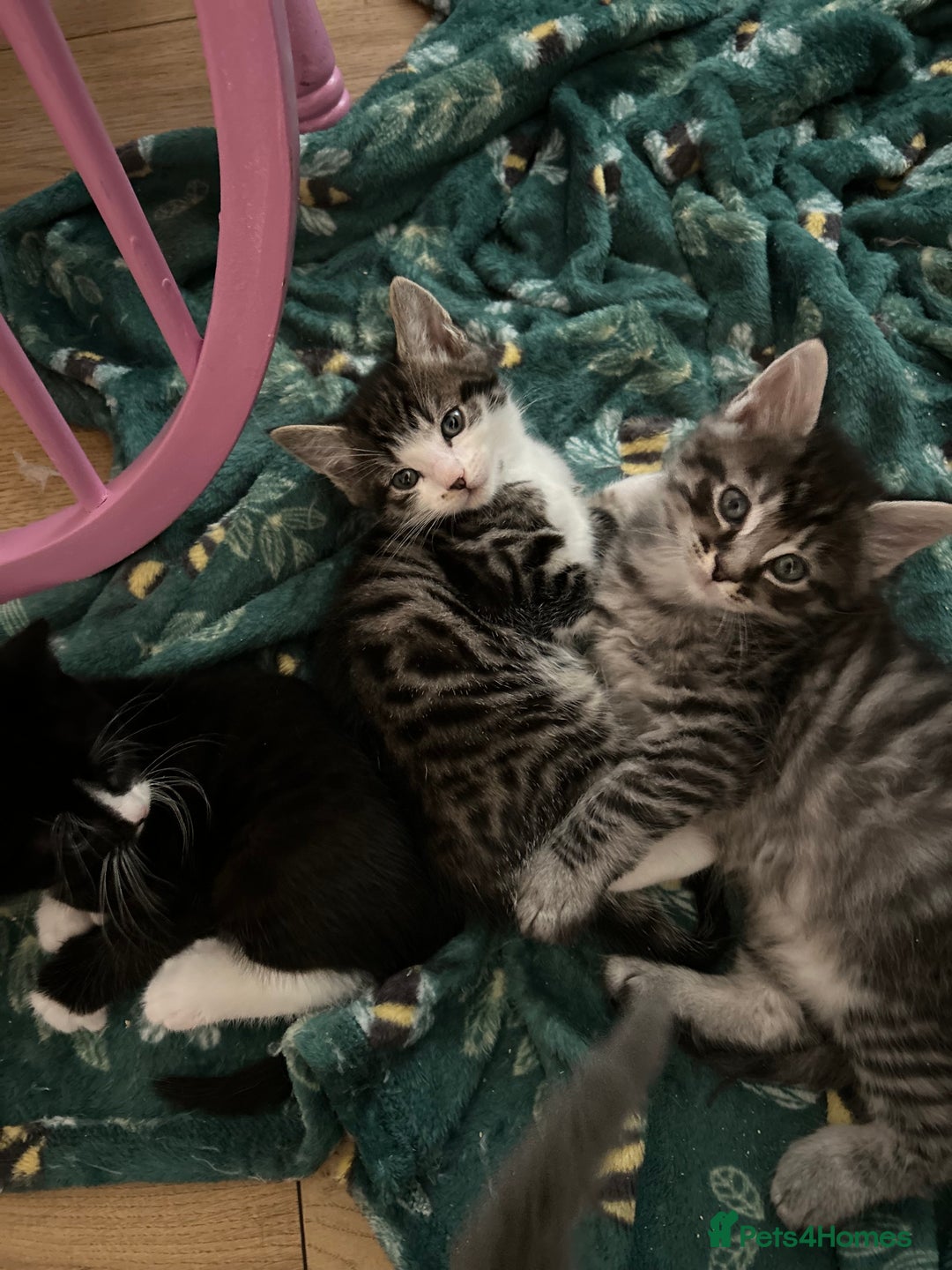 Maine Coon cats for sale: Ragcoon polydactyl kittens - Image 26