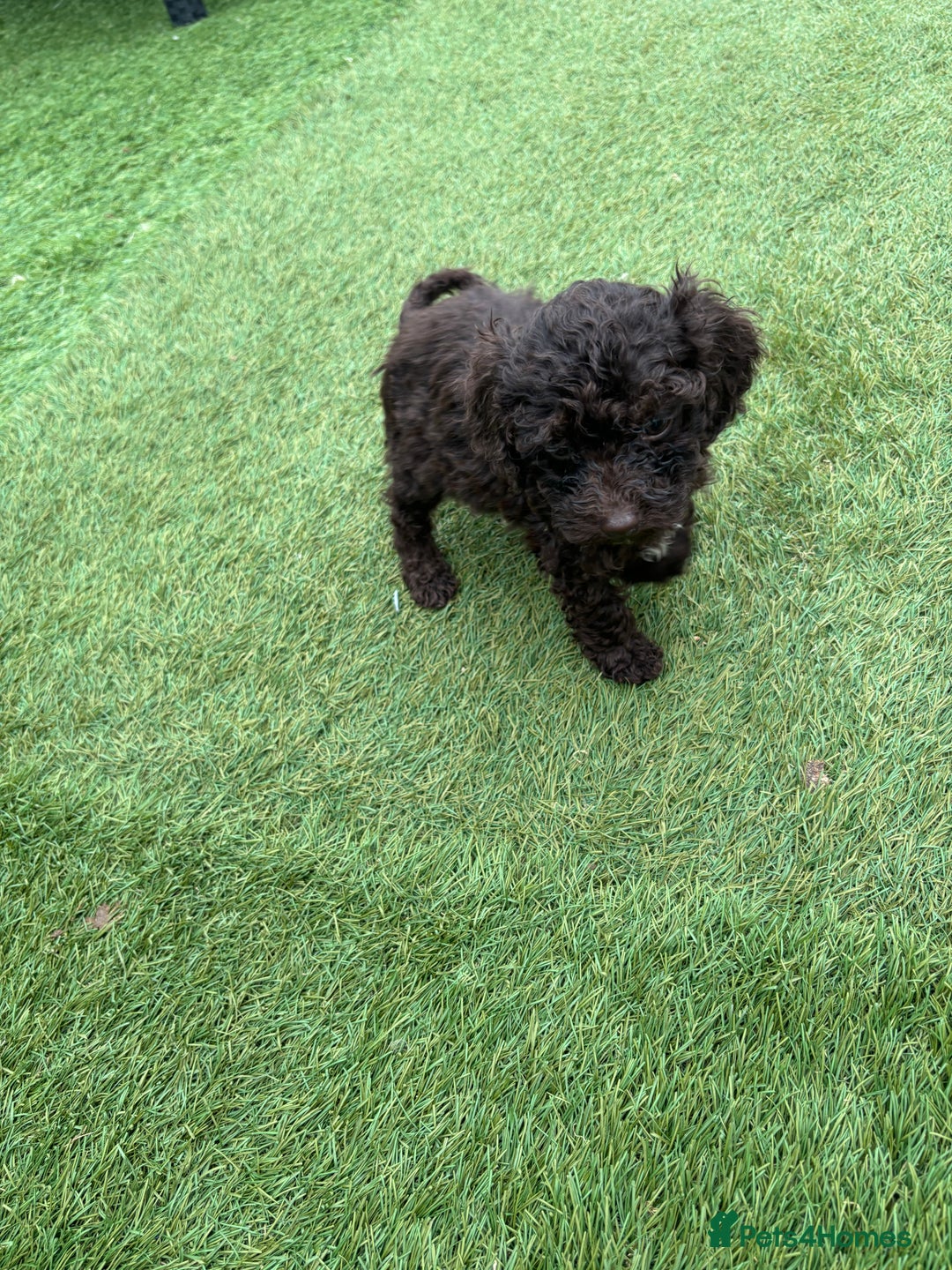 Cavapoo dogs for sale: Ready now Cavapoo puppies for sale  - Image 23