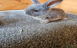 Mini Lop rabbits for sale: 6 baby's bunny's  - Image 4