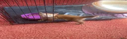 Mixed Breed cats for sale: Glorious Ginger Tom kitten  - Advert 2