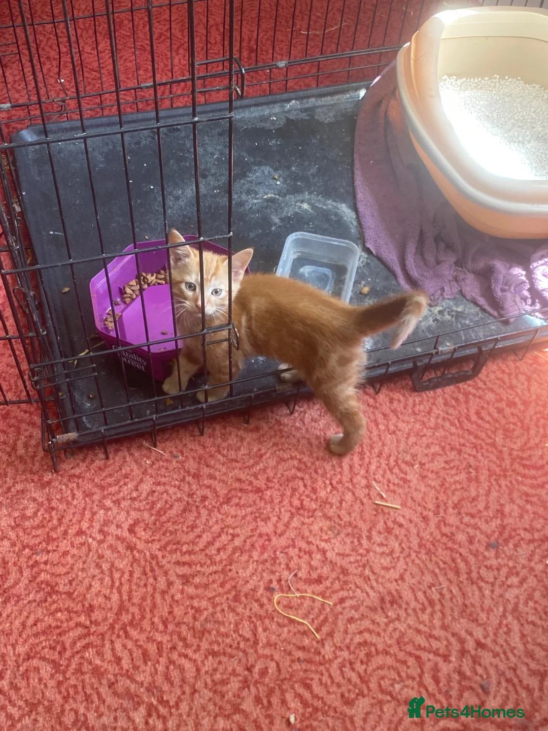 Mixed Breed cats for sale: Glorious Ginger Tom kitten  - Advert 2