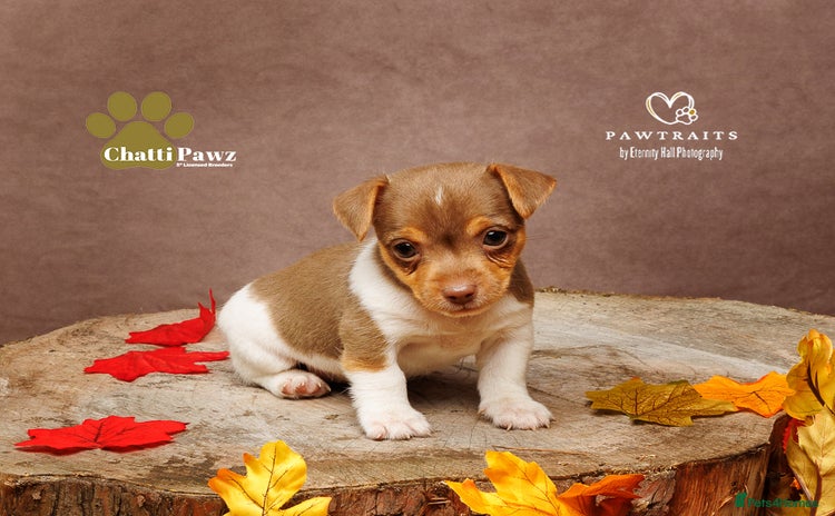 Jack Russell dogs - Advert 5