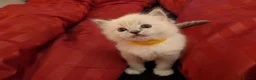 Ragdoll cats for sale: 2 Ragdoll Males South Lanarkshire in Glasgow - Advert 7
