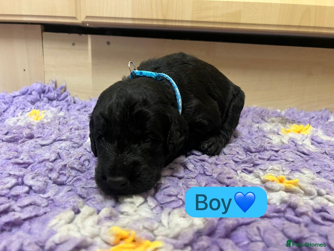 Labradoodle dogs for sale: Gorgeous labradoodle puppies - Advert 9