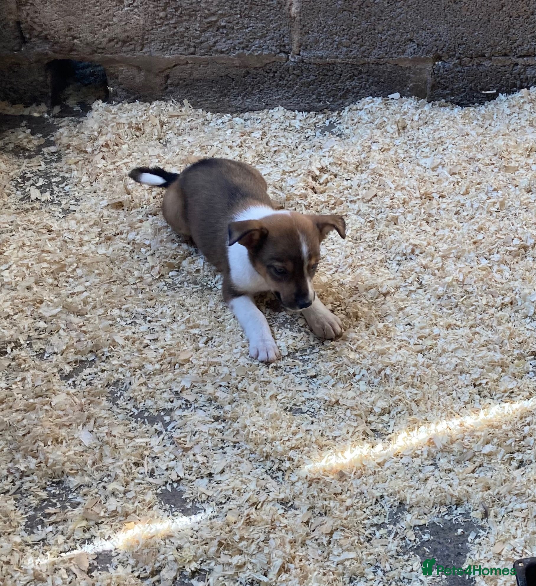 Mixed Breed dogs Kelpie X pups - Advert 1