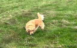 Golden Retriever dogs for sale: Golden retriever male - Advert 4