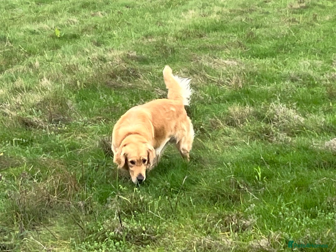 Golden Retriever dogs for sale: Golden retriever male - Advert 4