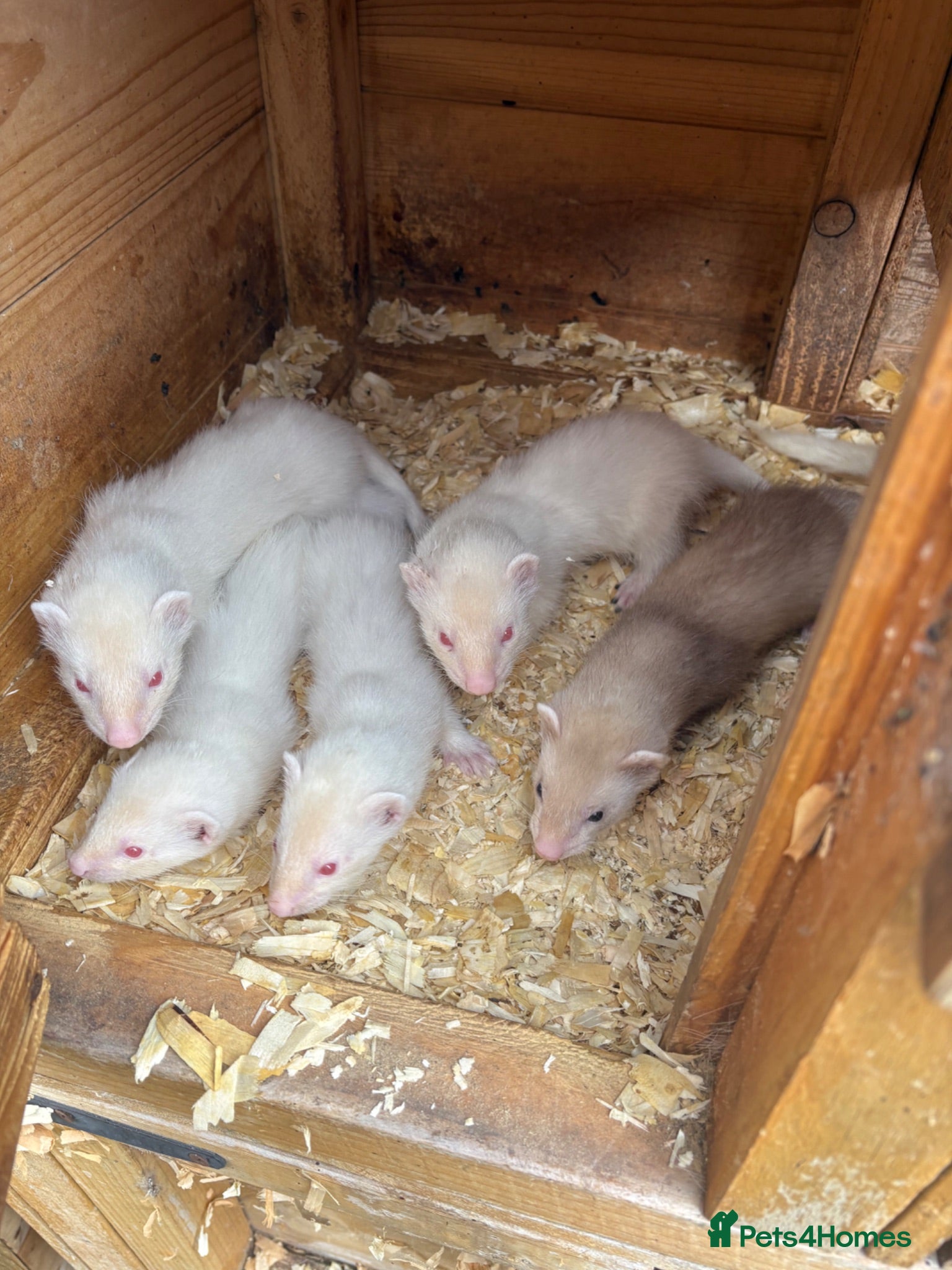 Ferret rodents Male ferrets  - Advert 5