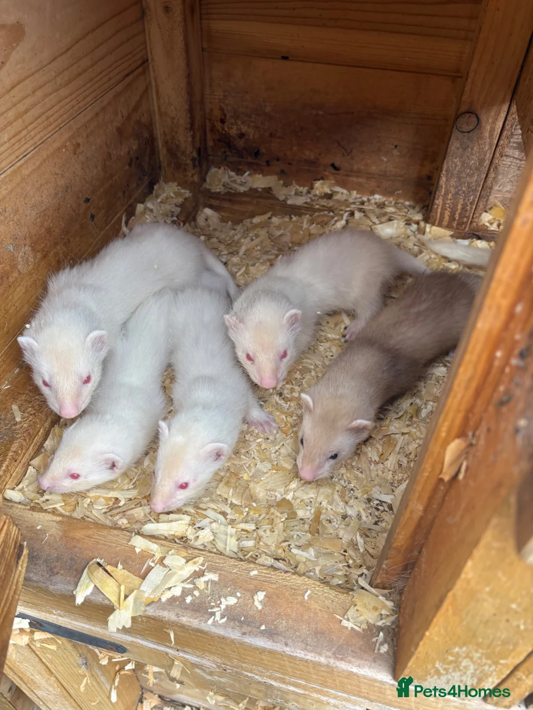 Ferret rodents for sale: Male ferrets  - Advert 1