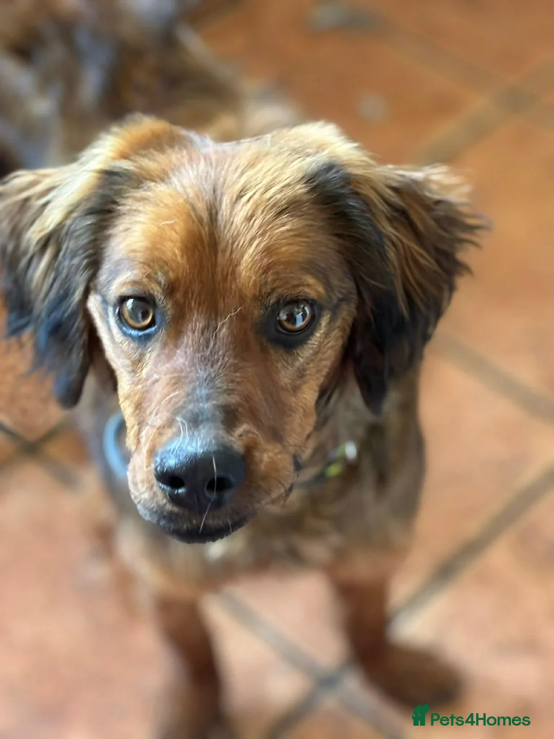 Brittany Spaniel dogs for adoption: Young, handsome, super friendly Theo in Norfolk in Dereham - Advert 2