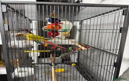 Conures birds for sale: Hand reared Suncheek conure + cage & accessories  - Image 6