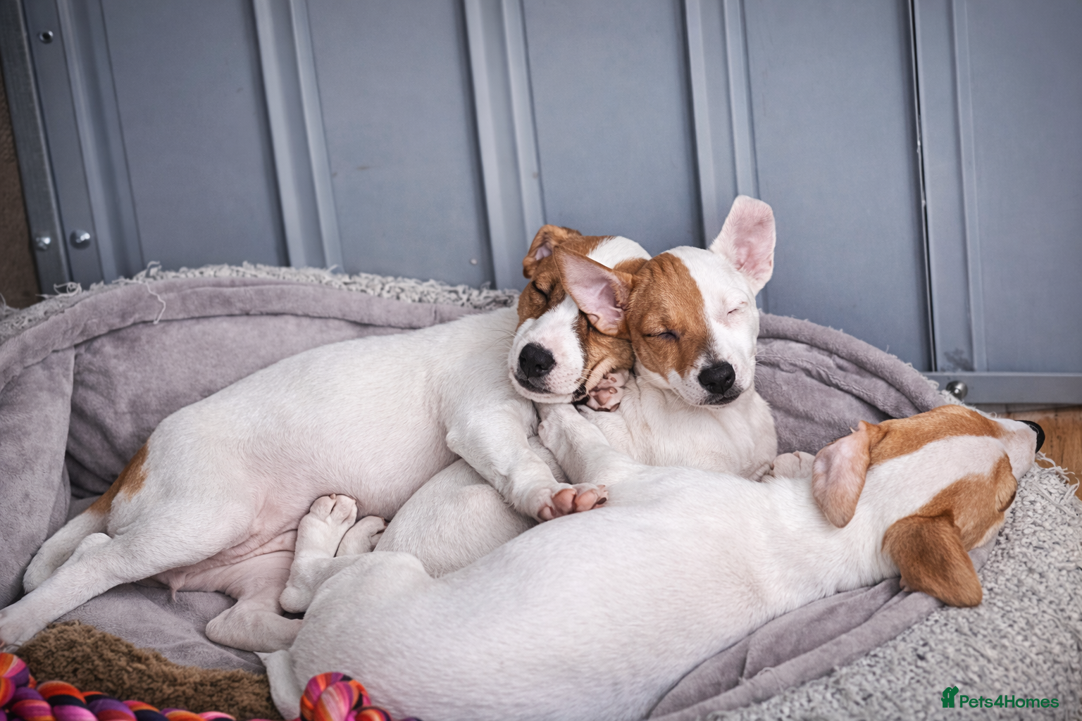 Jack Russell dogs READY for new home!🤎🐶Jack Russell Puppies✨ - Advert 10