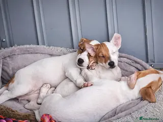 Jack Russell dogs READY for new home!🤎🐶Jack Russell Puppies✨ - Advert 10