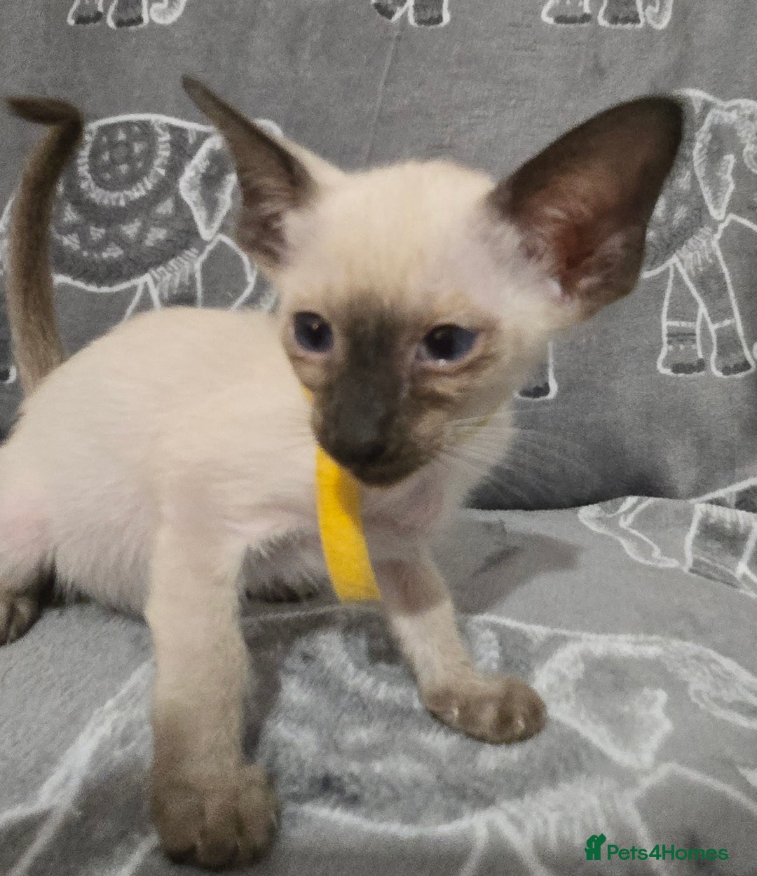 Siamese cats for sale: Gorgeous little cuddle buddies - Image 11