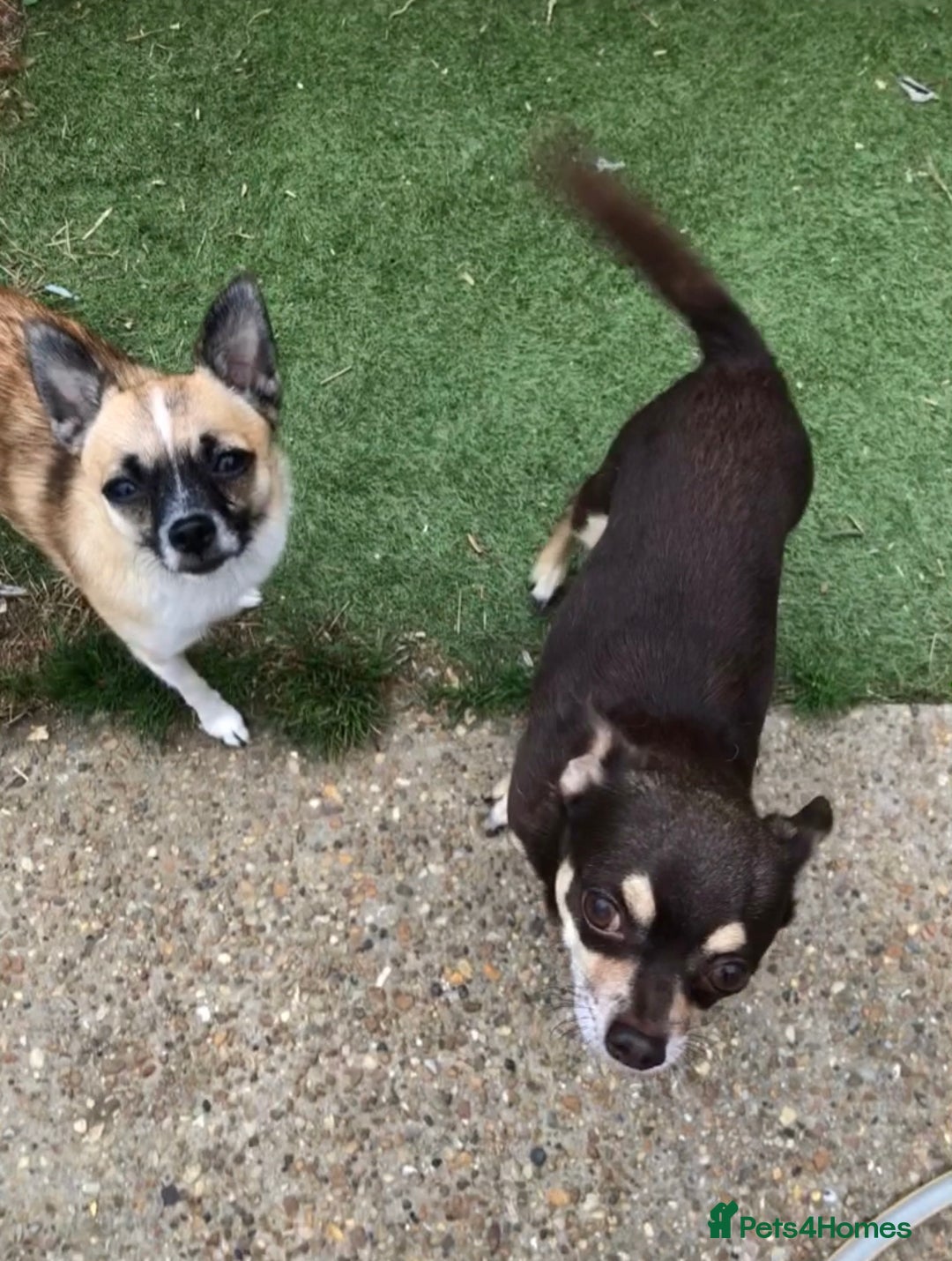 Pomchi dogs for sale: 🐾POMCHI PUPPIES🐾 - Image 1