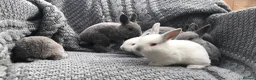 Rex rabbits for sale: Beautiful Purebreed Velvet Mini Rex rabbits - Advert 25