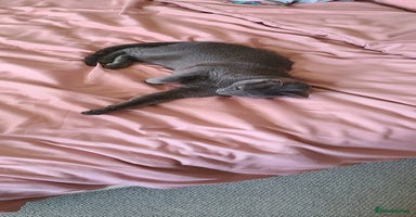 Russian Blue cats - Advert 11