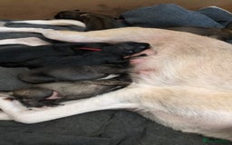 Shepsky dogs for sale: 7 Beautiful Shepsky pups for sale (3 boys 4 girls) - Image 4