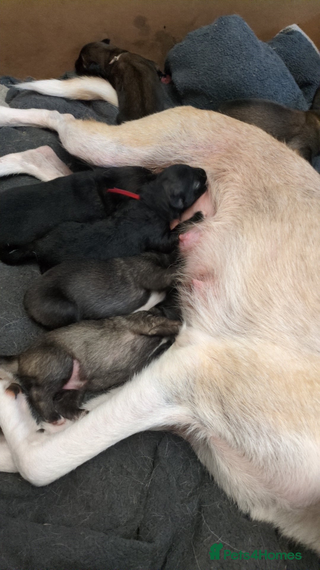 Shepsky dogs for sale: 7 Beautiful Shepsky pups for sale (3 boys 4 girls) - Image 4