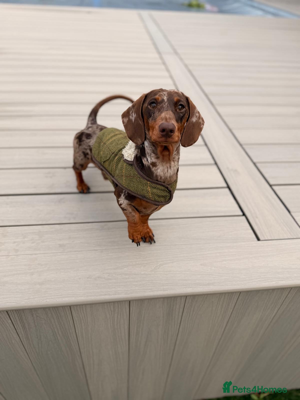 Miniature Dachshund dogs Dapple Miniature Dachshund For Stud  in Fareham - Advert 1