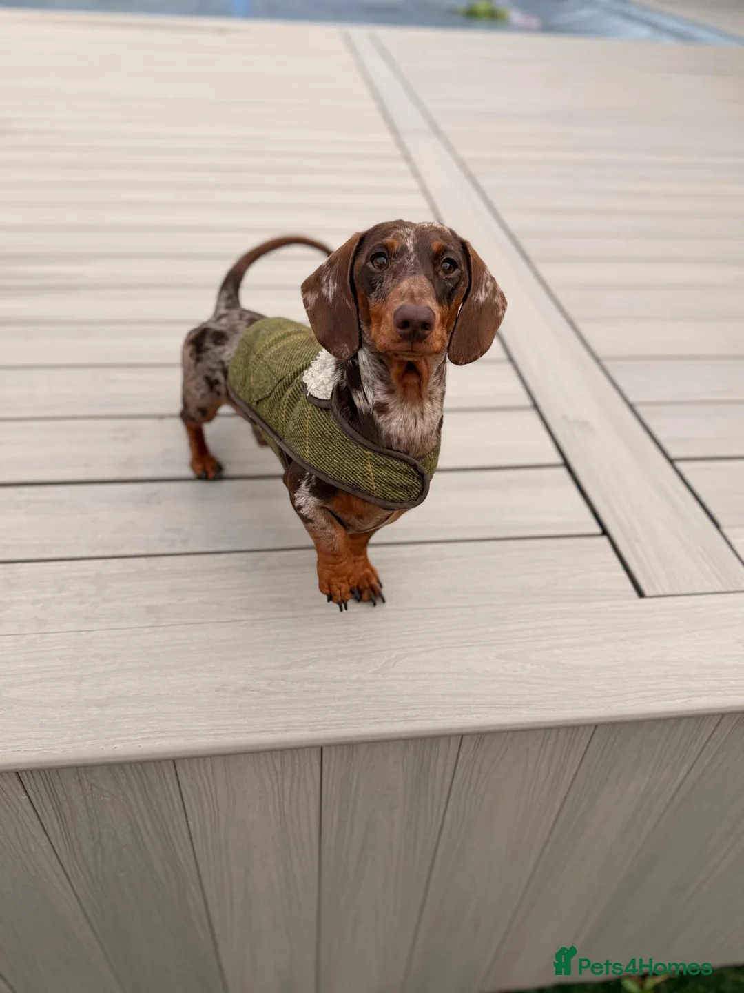 Miniature Dachshund dogs for stud: Dapple Miniature Dachshund For Stud  in Fareham - Advert 1