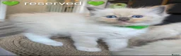 Ragdoll cats for sale: Ragdoll kittens *GCCF registered#  - Advert 5
