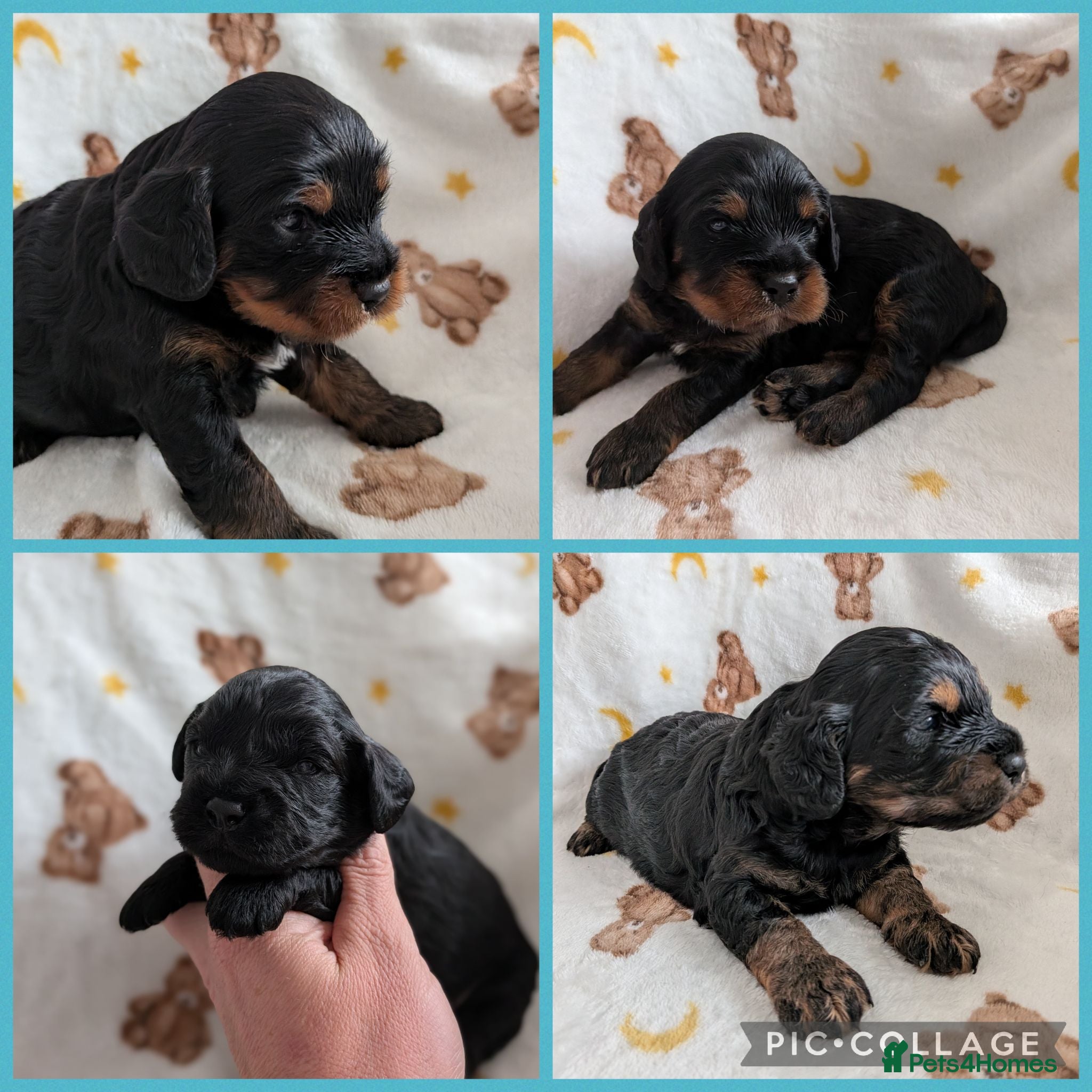 Cavapoo dogs Cavapoo puppies - Black & tan - Advert 18