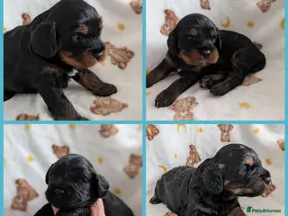 Cavapoo dogs Cavapoo puppies - Black & tan - Advert 18