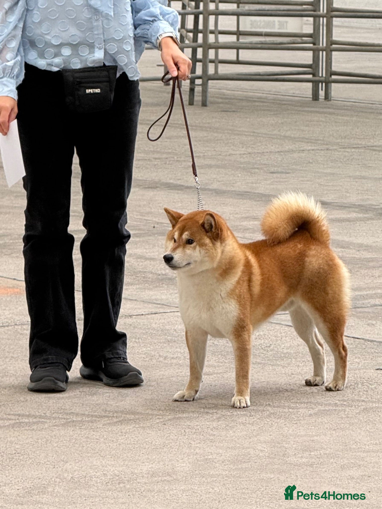 Japanese Shiba Inu dogs KC health tested Japanese Shiba Inu available  - Advert 1