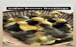 Ducks poultry for sale: Ducks & Ducklings in a wide range of breeds  - Image 2