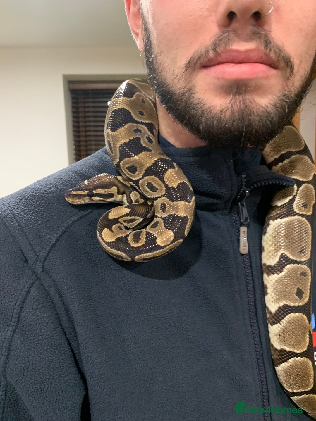 Snake reptiles for sale: Ball python - Advert 1