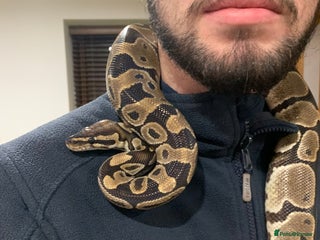 Snake reptiles Ball python - Advert 1
