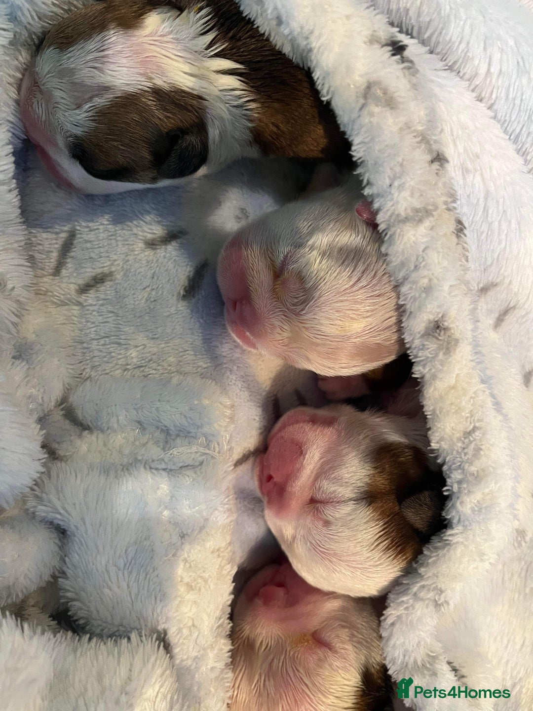 English Bulldog dogs for stud: Gold 🥇Health Tested KC registered Boy in Newport - Advert 8