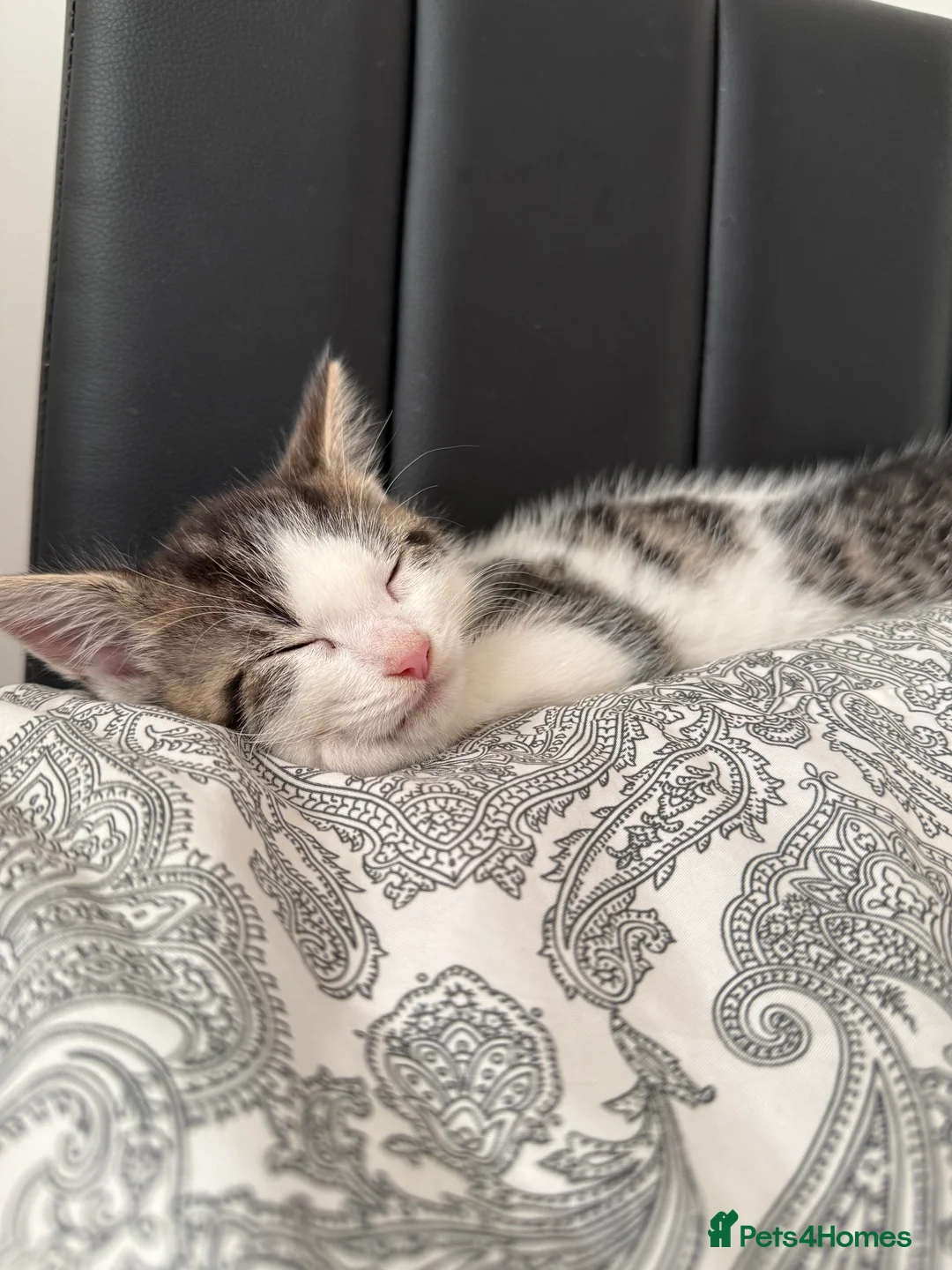 Domestic Shorthair cats for sale: Nimbus  - Advert 7