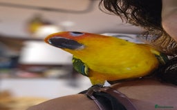 Conures birds for sale: Very sweet tame sun conure  - Image 2
