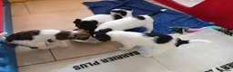 Fox Terrier dogs for sale: KC Wire haired fox terrier pups based in Kent - Advert 21