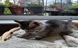 British Shorthair cats for sale: Gorgeous British Shorthair Kittens   - Image 22